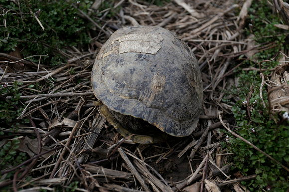 Dead Turtle with Taped Shell, below King Drive, 2013
